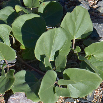 Mirabilis multiflora, Colorado Four O'clock